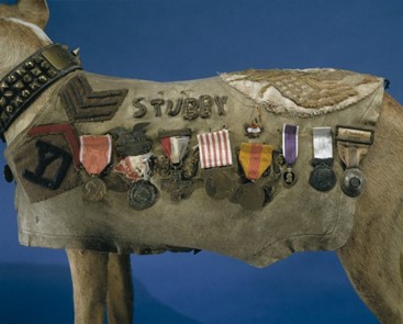  Sergeant Stubby was one of two dogs to receive the Purple Heart Medal.