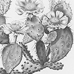 Image of cactus from Senate Executive document 34-108, page 611