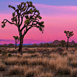 Image of trees in Joshua Tree National Park in California at sunset, Source: National Park Service